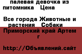 палевая девочка из питомника › Цена ­ 40 000 - Все города Животные и растения » Собаки   . Приморский край,Артем г.